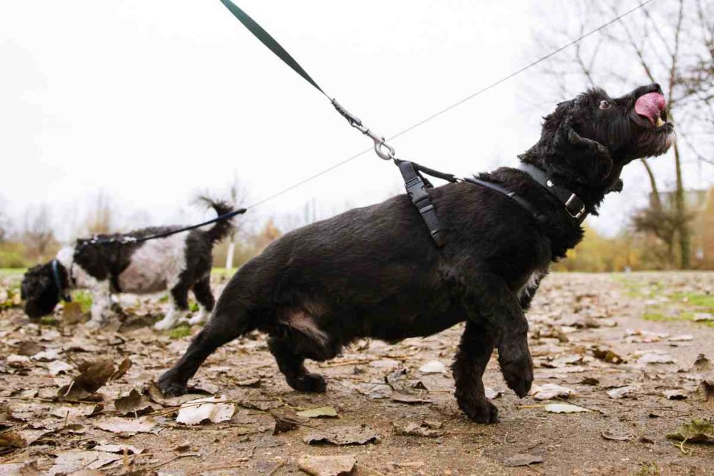 Vogelgrippe in Hamburg: Leinenpflicht für Hunde wird weitestgehend ignoriert