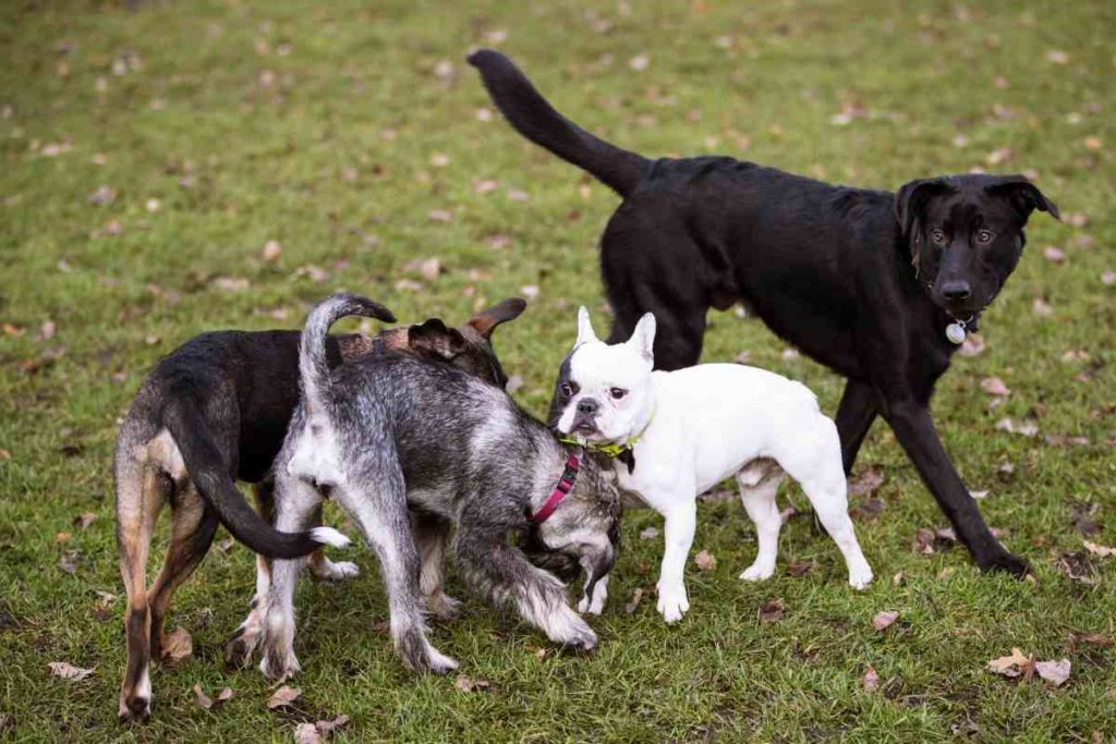 Vogelgrippe in Hamburg: Leinenpflicht für Hunde wird weitestgehend ignoriert