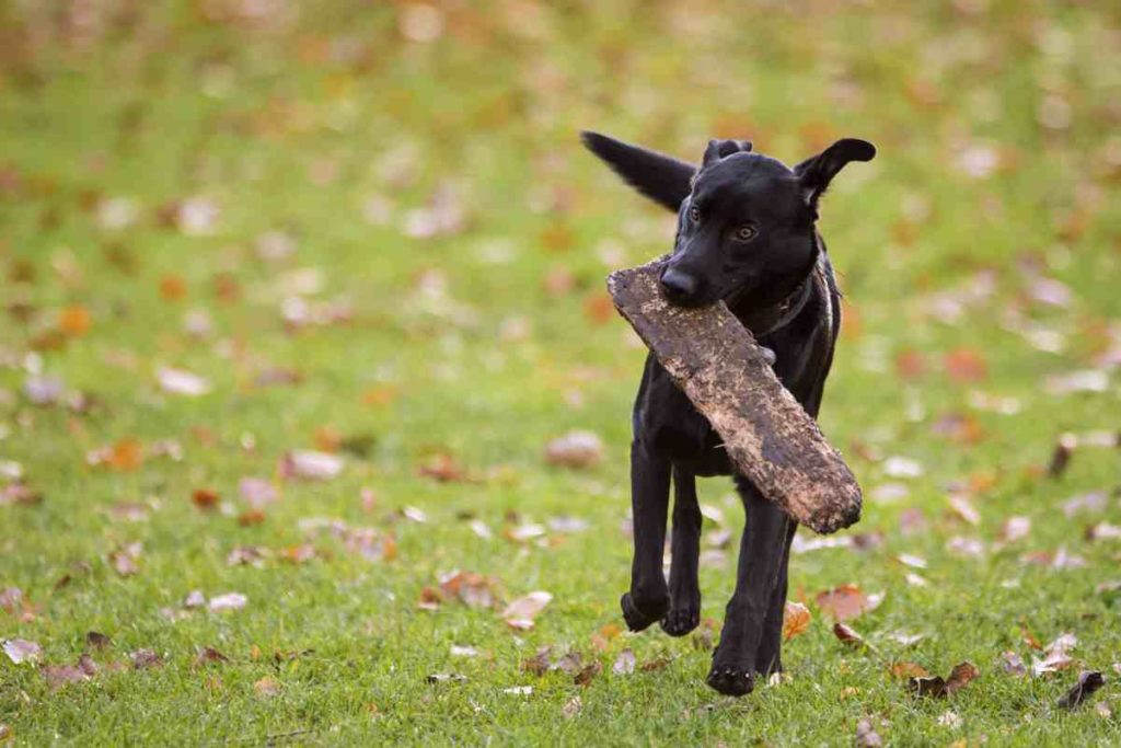 Vogelgrippe in Hamburg: Leinenpflicht für Hunde wird weitestgehend ignoriert