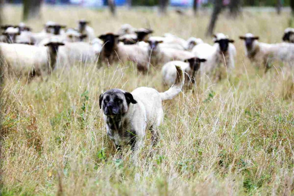 Wie Herdenschutzhunde Schafe und Ziegen gegen Wölfe verteidigen