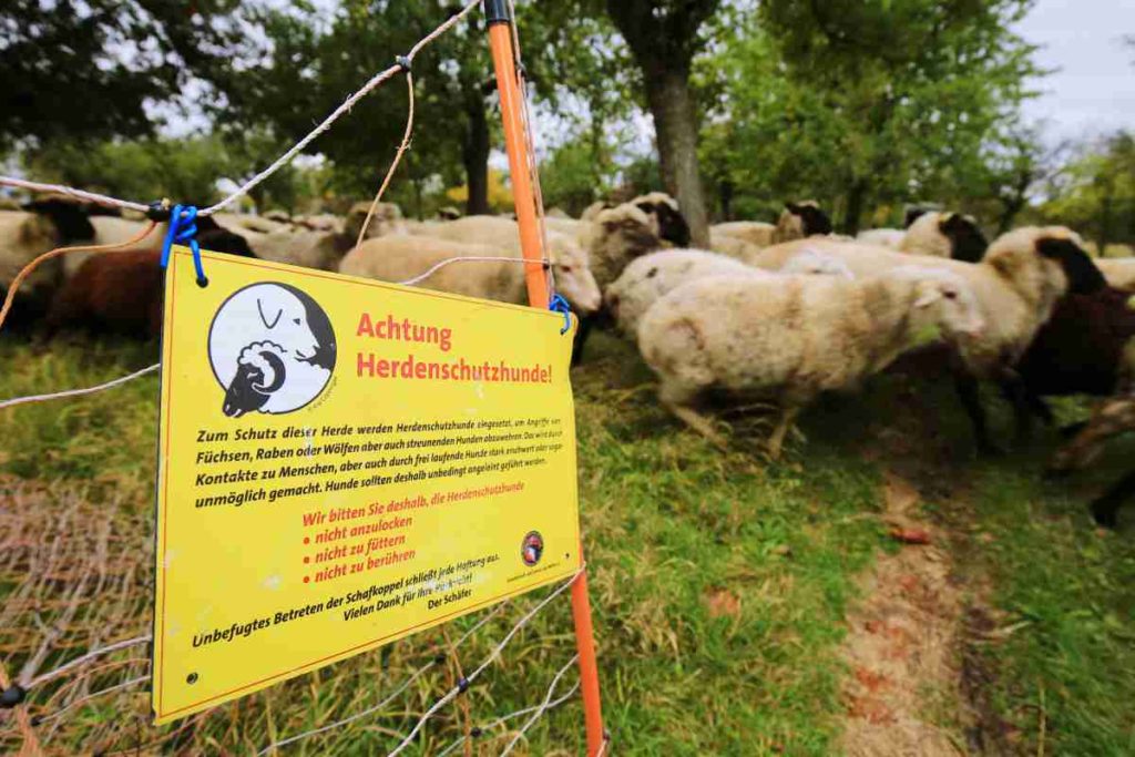 Wie Herdenschutzhunde Schafe und Ziegen gegen Wölfe verteidigen