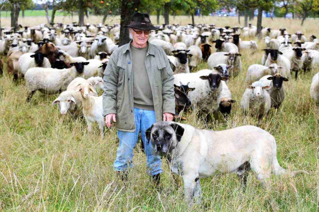 Wie Herdenschutzhunde Schafe und Ziegen gegen Wölfe verteidigen