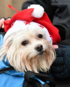 obdachlose-und-ihre-hunde-feiern-mit-frank-zander-im-hotel-4