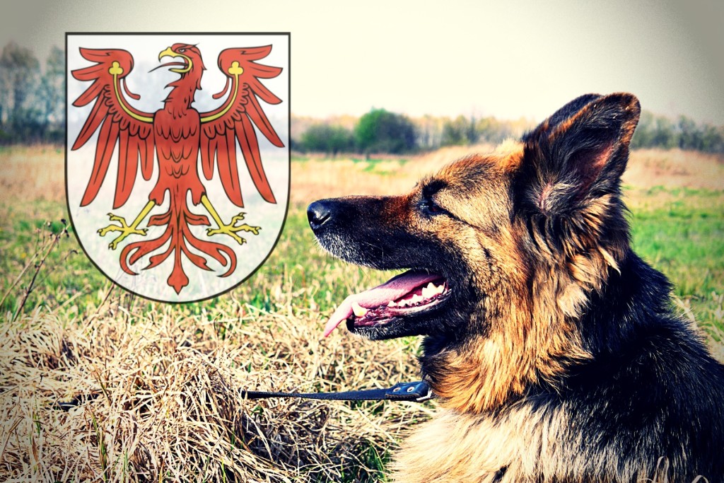 Deutscher Schäferhund beliebteste Hunderasse in Brandenburg