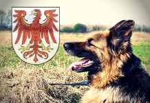 Deutscher Schäferhund beliebteste Hunderasse in Brandenburg