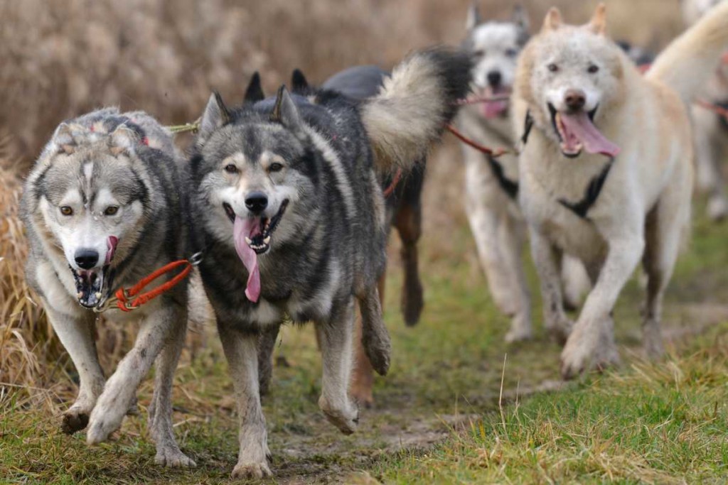 Im Allgäu laufen Schlittenhunde