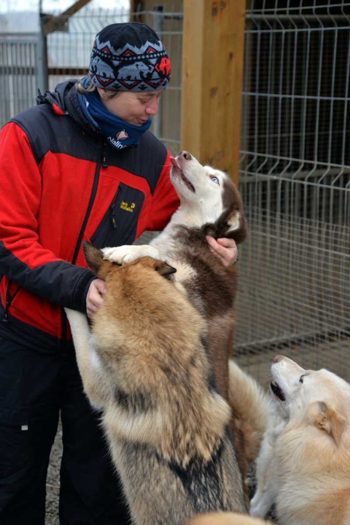 HUskys freuen sich auf das Rennen