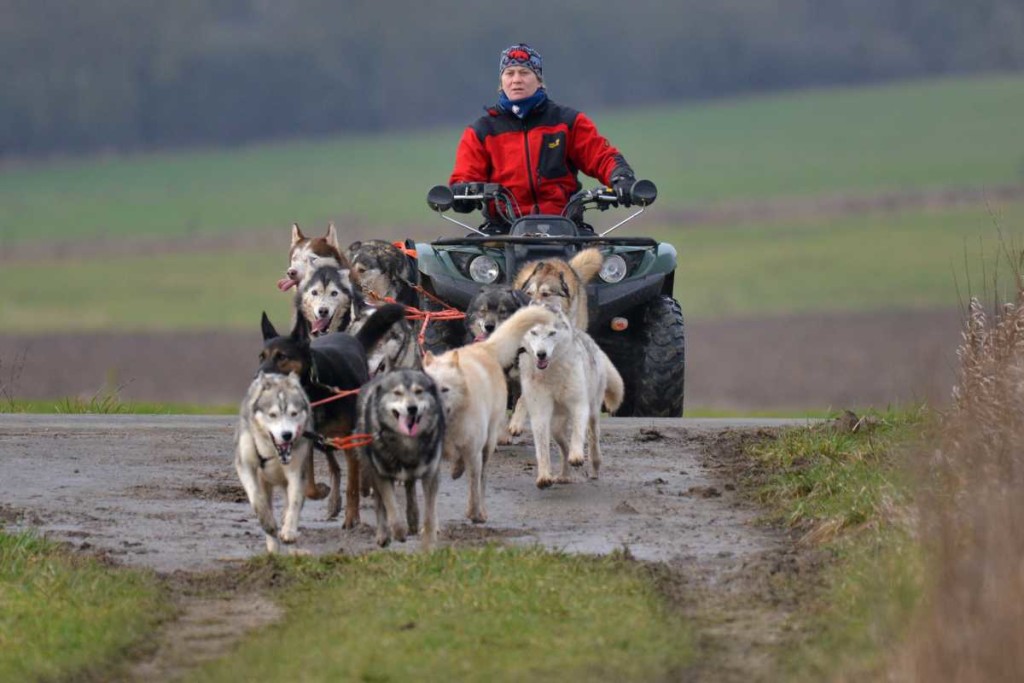 Schlittenhunde beim Training