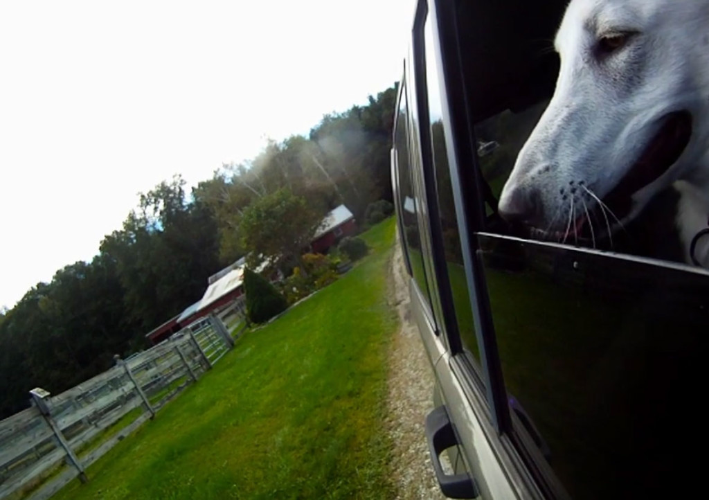 Dogs in Cars