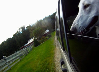 Dogs in Cars