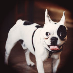 urban-dog-cute-bulldog-with-retro-effect