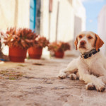 urban-dog-dog-siesta