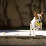 urban-dog-jack-russel-jumping