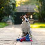 urban-dog-jack-russel-with-toy