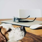 urban-dog-on-desktop-with-apple