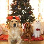 urban-dog-pets-together-with-christmas-tree