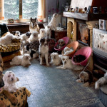 urban-dog-portrait-of-24-dogs-in-a-living-room-in-front-of-a-tv