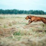 urban-dog-red-dog-in-the-gras