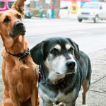 urban-dog-zwei-hunde-auf-dem-burgersteig