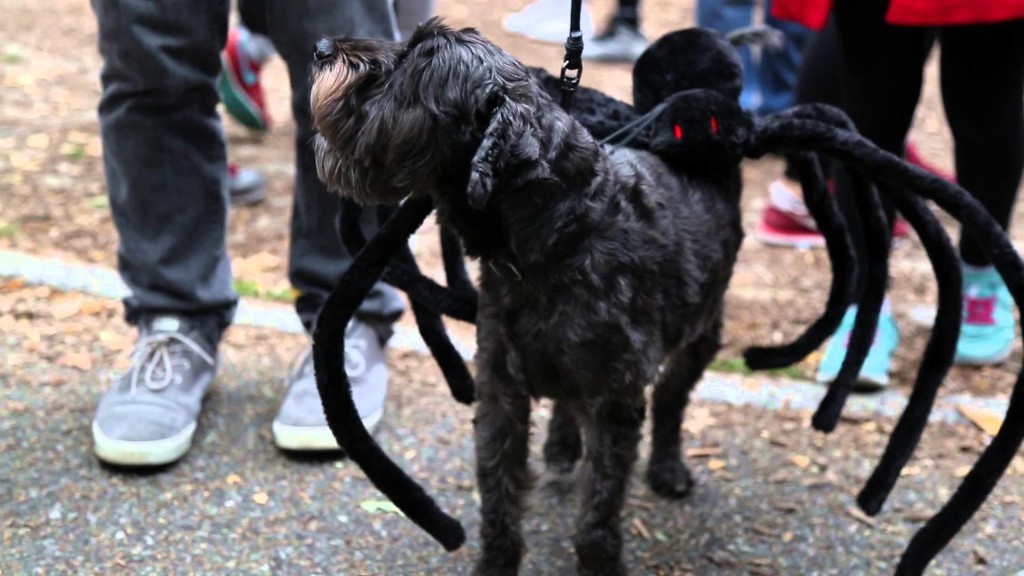 Halloween-Parade für Hunde in New York