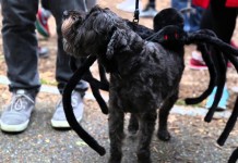 Halloween-Parade für Hunde in New York