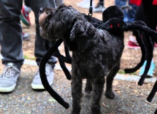 Halloween-Parade für Hunde in New York