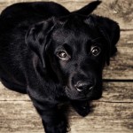 urban-dog-black-on-wood