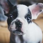 urban-dog-hund-black-white-with-big-eyes