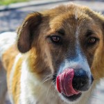 urban-dog-hund-brown-licking