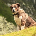 urban-dog-hund-brown-outside-mountains