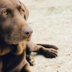 urban-dog-hund-brown-sit-on-street