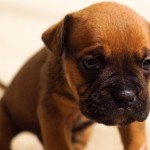 urban-dog-hund–bulldog-brown-puppy