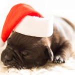 urban-dog-hund-bulldog-puppy-christmas