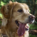 urban-dog-hund-fur-smiling