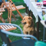 urban-dog-hund-garden-summer-party