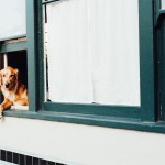 urban-dog-hund-in-window-watching