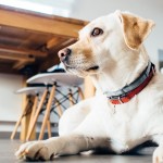 urban-dog-hund-white-sitting