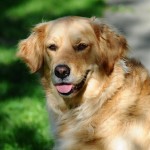 urban-dog-hunde-golden-retriever-happy-afternoon