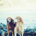 urban-dog-hunde-on-the-lake