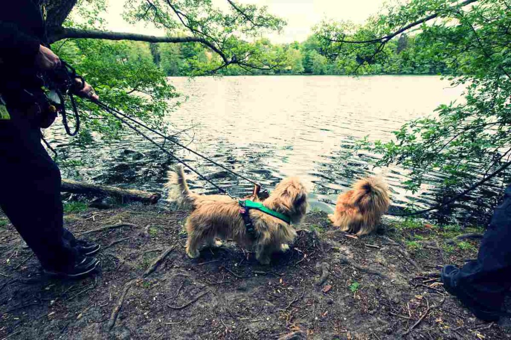 Hundeverbot am Schlachtensee