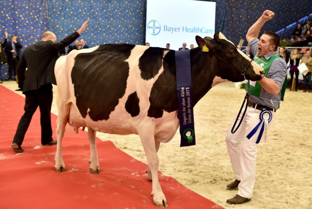 Nach der Wahl der Kuh "Lady Gaga" zur "Miss Schau der Besten" jubelt der Besitzer Henrik Wille aus Essen bei Cloppenburg am 26.02.2015 in Verden (Niedersachsen) mit seiner Gewinnerkuh in der Niedersachsenhalle. "Lady Gaga" hatte zuvor schon die Klasse der älteren Kühe gewonnen und setzte sich auch im Finale der "Schau der Besten" durch. Foto: Carmen Jaspersen/dpa (zu dpa "Cecil, Flecki und Lady Gaga: Die Tiere des Jahres" vom 15.12.2015) +++(c) dpa - Bildfunk+++