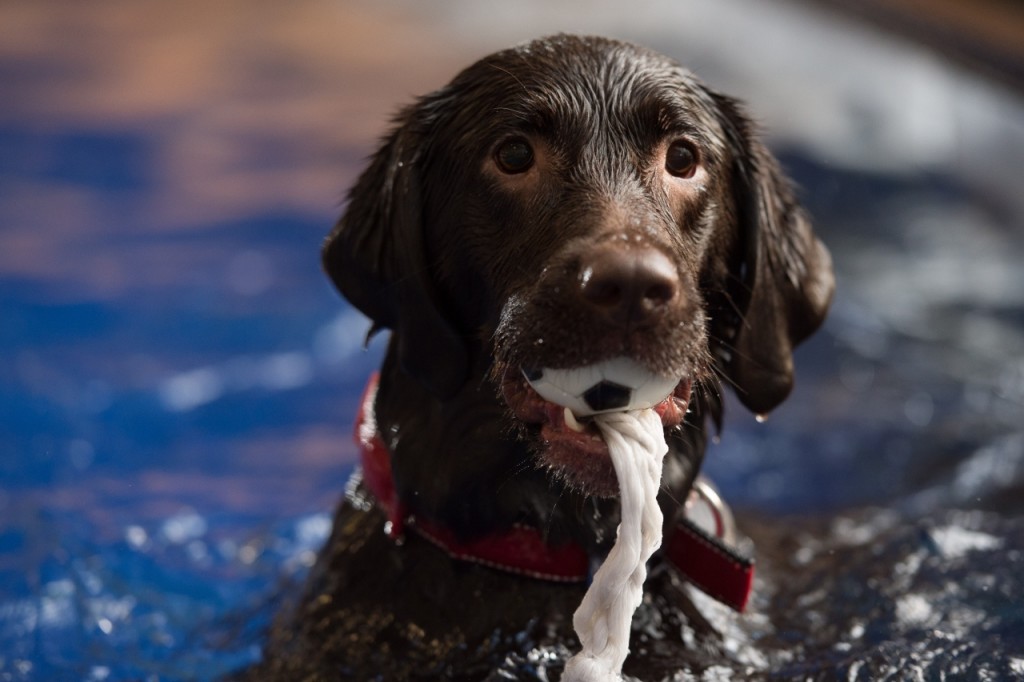 Keine Angst! Der will nur schwimmen…Hundeschwimmbad