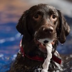 Keine Angst! Der will nur schwimmen…Hundeschwimmbad