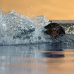 Erstes Hundeschwimmbad in Bayern