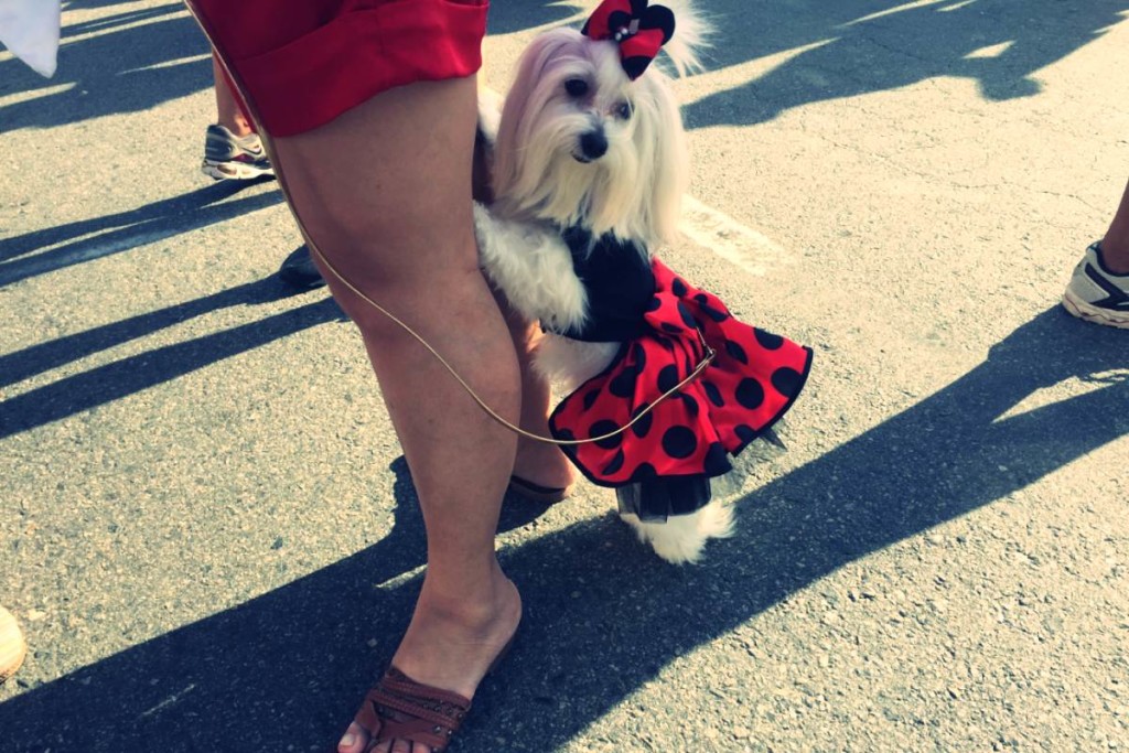 Hundekarneval an der Copacabana