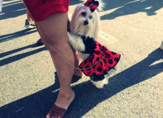 Hundekarneval an der Copacabana