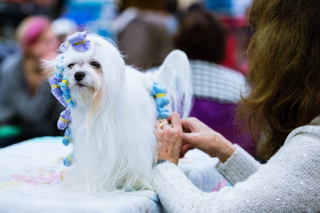 Auf der Nürnberger Messe – Wer ist der schönste Hund im ganzen Land?