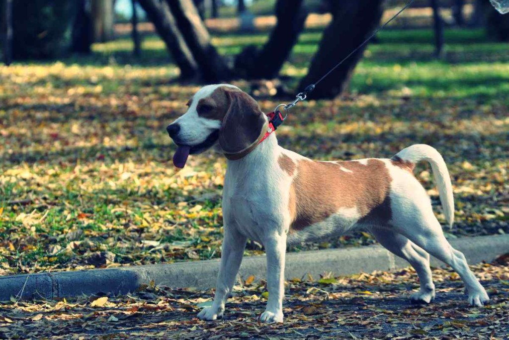 Jagdhund: Beagle sollten im Wald an die Leine