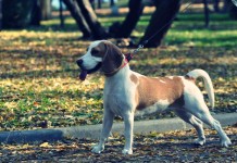 Jagdhund: Beagle sollten im Wald an die Leine