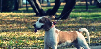 Jagdhund: Beagle sollten im Wald an die Leine